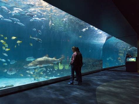 Aquarium nc - Kure Beach, NC 28449. GPS: 33°57′46”N, 77°55′32”W. Phone: 910-772-0500. Directions: Located on US 421 approximately 15 miles south of Wilmington, just beyond Kure Beach. From Southport, take the Southport-Fort Fisher Ferry. For ferry schedule, call 910-457-6942 or toll free at 1-800-BYFERRY. 